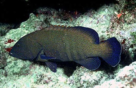 CEPHALOPHOLIS ARGUS